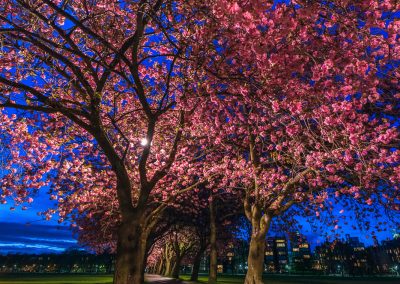 Cherry blossom in The Meadows
